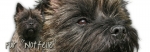 Spardose Cairn Terrier #6